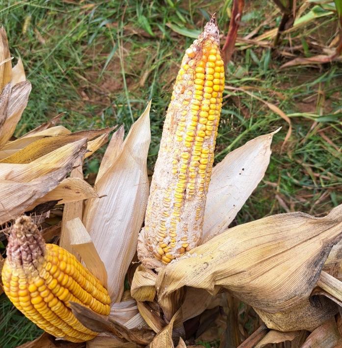 Comparative Results on Maize and Corn Borers sw product tocrop