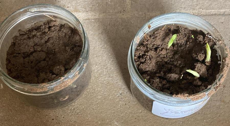 0 sw proteo Test on Faba Beans